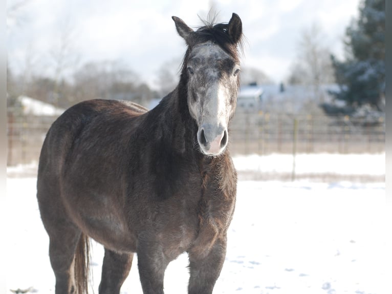 American Quarter Horse Ruin 6 Jaar 154 cm Zwartschimmel in Finsterwalde