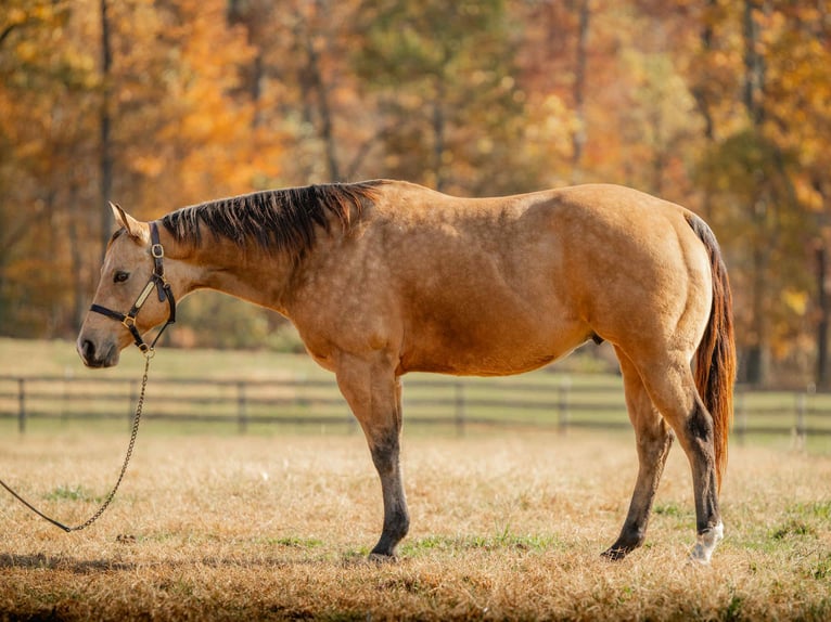 American Quarter Horse Ruin 6 Jaar 155 cm Buckskin in New Holland