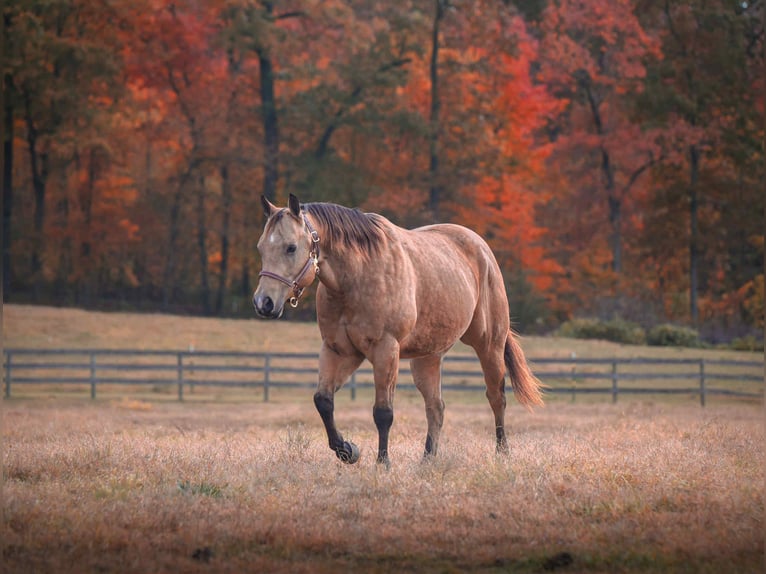 American Quarter Horse Ruin 6 Jaar 155 cm Buckskin in New Holland