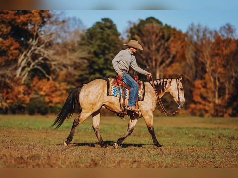 American Quarter Horse Ruin 6 Jaar 155 cm Buckskin in Lyles