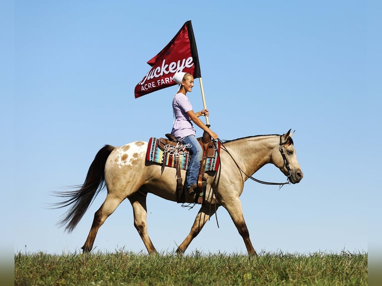 American Quarter Horse Mix Ruin 6 Jaar 155 cm Buckskin in Millersburg oh