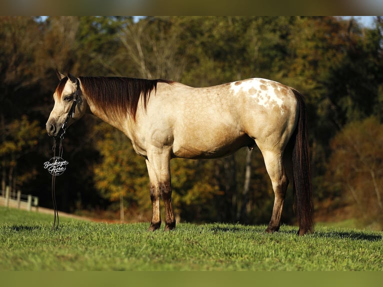 American Quarter Horse Mix Ruin 6 Jaar 155 cm Buckskin in Millersburg oh