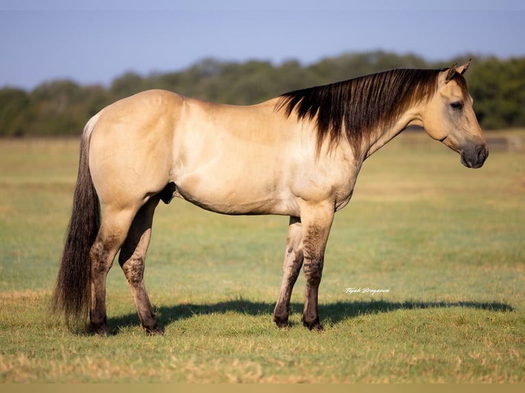 American Quarter Horse Ruin 6 Jaar 155 cm Buckskin in Weatherford, TX