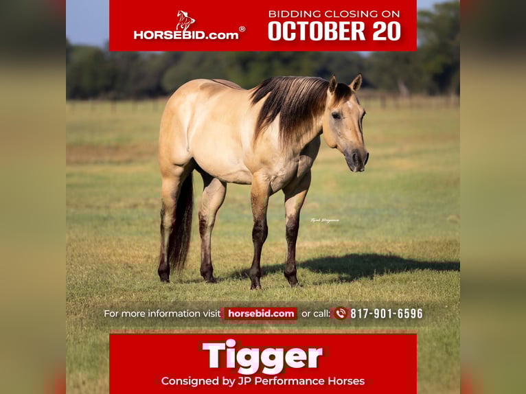 American Quarter Horse Ruin 6 Jaar 155 cm Buckskin in Weatherford, TX