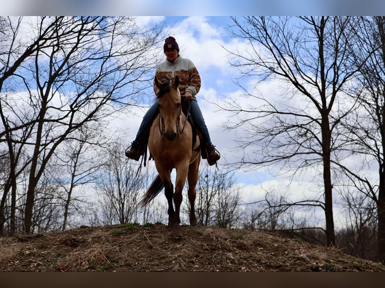American Quarter Horse Ruin 6 Jaar 155 cm Buckskin in Howell, MI