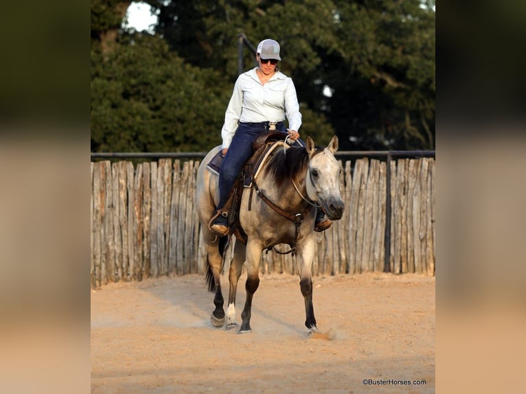 American Quarter Horse Ruin 6 Jaar 155 cm Buckskin in Weatherford TX