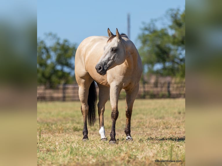 American Quarter Horse Ruin 6 Jaar 155 cm Buckskin in Weatherford TX