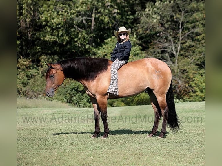 American Quarter Horse Ruin 6 Jaar 155 cm Buckskin in Wickenburg, AZ