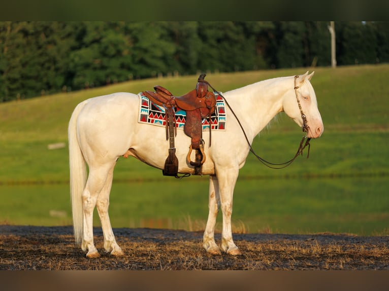 American Quarter Horse Ruin 6 Jaar 155 cm Cremello in Quitman, AR