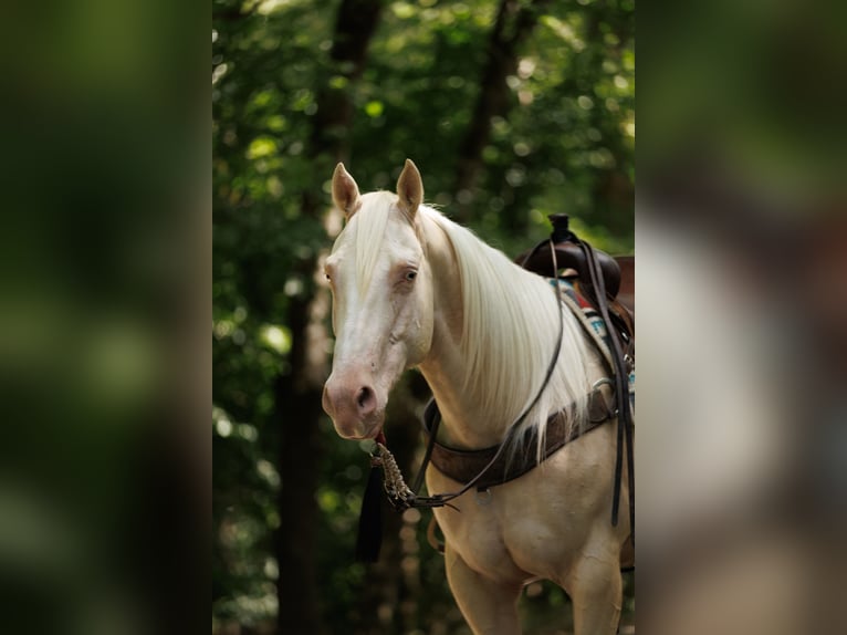 American Quarter Horse Ruin 6 Jaar 155 cm Cremello in Quitman, AR