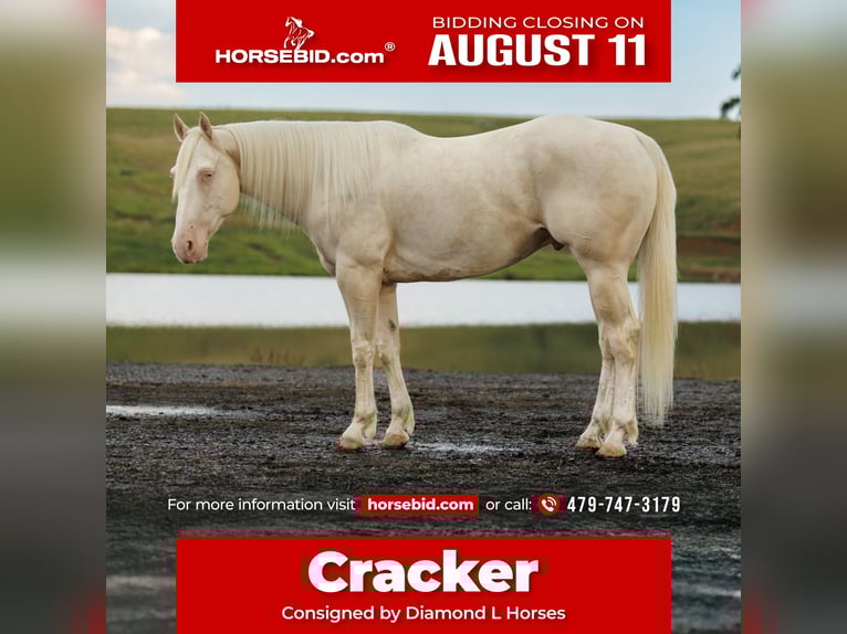 American Quarter Horse Ruin 6 Jaar 155 cm Cremello in Quitman, AR
