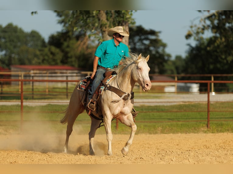 American Quarter Horse Ruin 6 Jaar 155 cm Cremello in Quitman, AR