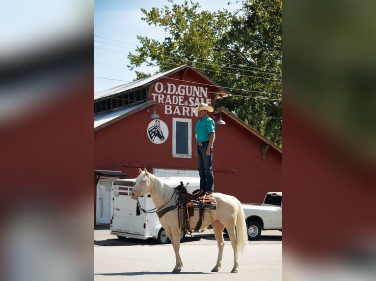 American Quarter Horse Ruin 6 Jaar 155 cm Cremello in Quitman, AR