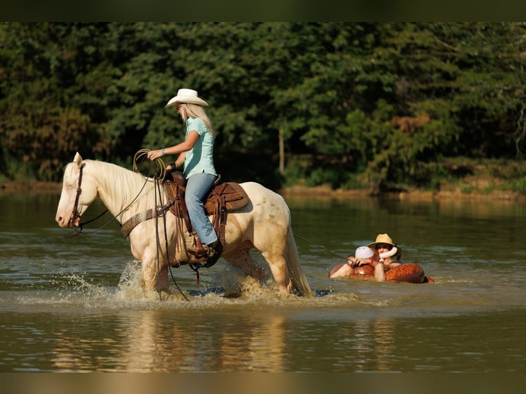 American Quarter Horse Ruin 6 Jaar 155 cm Cremello in Quitman, AR
