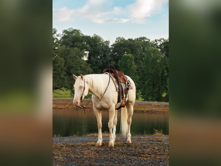 American Quarter Horse Ruin 6 Jaar 155 cm Cremello in Quitman, AR