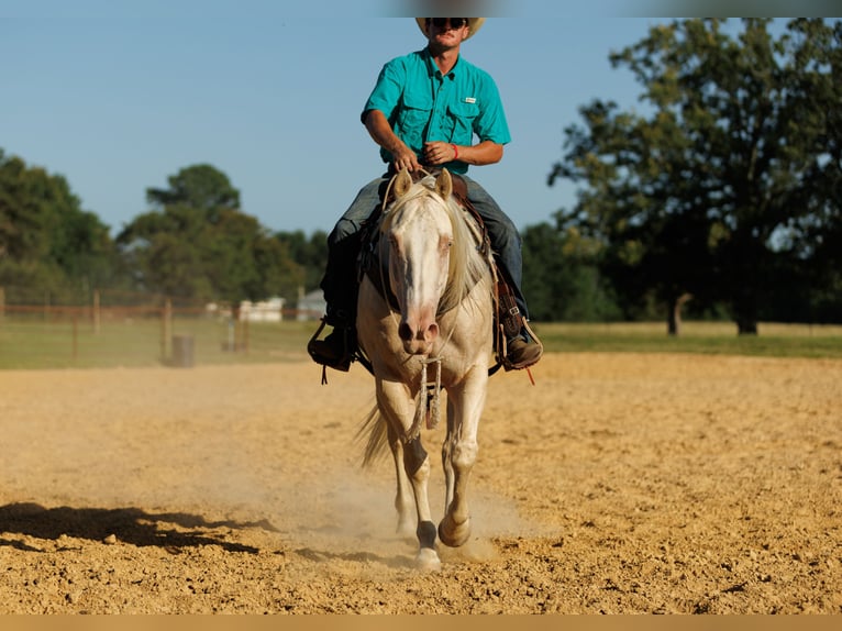 American Quarter Horse Ruin 6 Jaar 155 cm Cremello in Quitman, AR