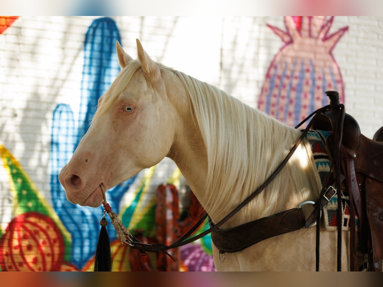 American Quarter Horse Ruin 6 Jaar 155 cm Cremello in Quitman, AR