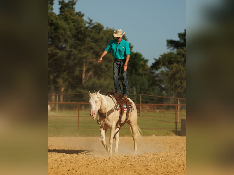 American Quarter Horse Ruin 6 Jaar 155 cm Cremello in Quitman, AR