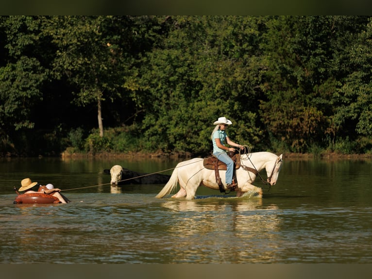 American Quarter Horse Ruin 6 Jaar 155 cm Cremello in Quitman, AR