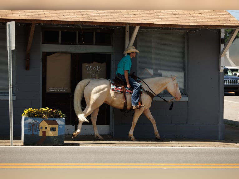 American Quarter Horse Ruin 6 Jaar 155 cm Cremello in Quitman, AR