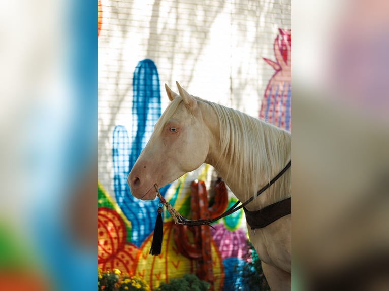 American Quarter Horse Ruin 6 Jaar 155 cm Cremello in Quitman, AR