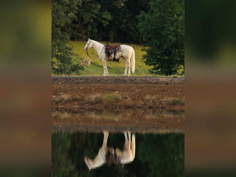 American Quarter Horse Ruin 6 Jaar 155 cm Cremello in Quitman, AR