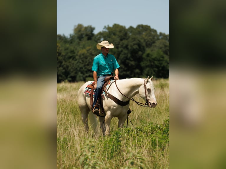 American Quarter Horse Ruin 6 Jaar 155 cm Cremello in Quitman, AR