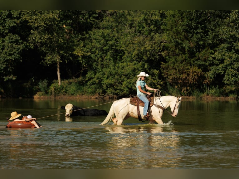 American Quarter Horse Ruin 6 Jaar 155 cm Cremello in Quitman, AR