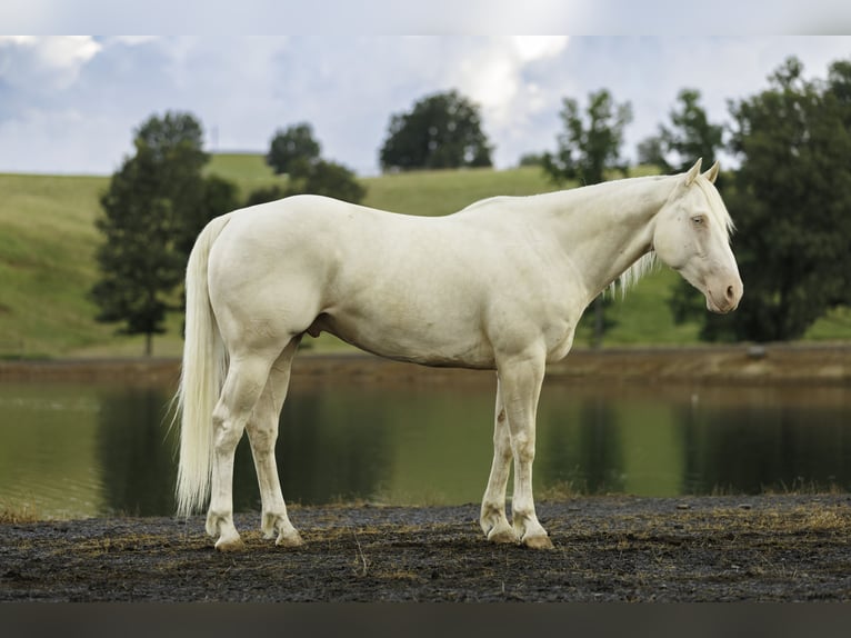 American Quarter Horse Ruin 6 Jaar 155 cm Cremello in Quitman, AR