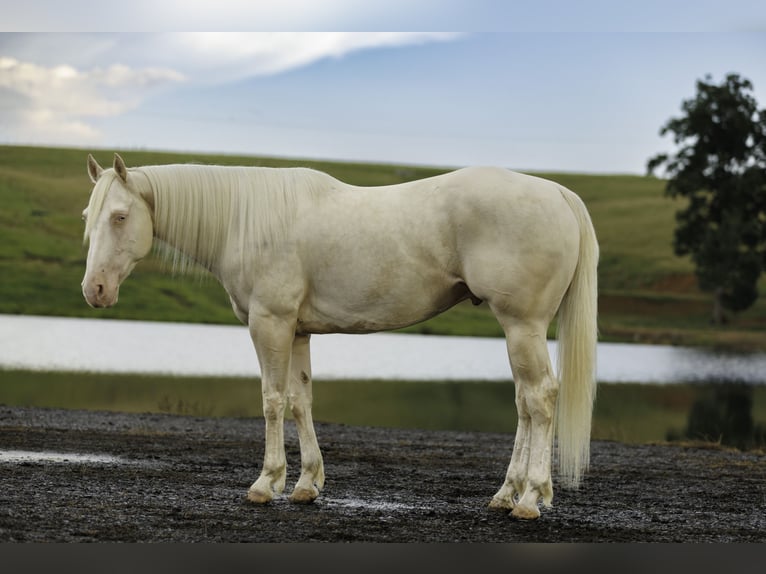 American Quarter Horse Ruin 6 Jaar 155 cm Cremello in Quitman, AR