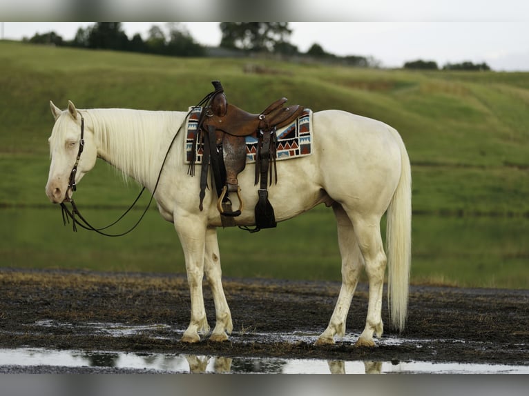 American Quarter Horse Ruin 6 Jaar 155 cm Cremello in Quitman, AR