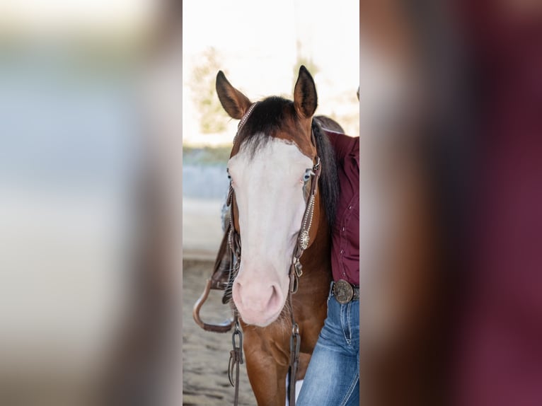 American Quarter Horse Ruin 6 Jaar 155 cm Donkerbruin in Kumberg