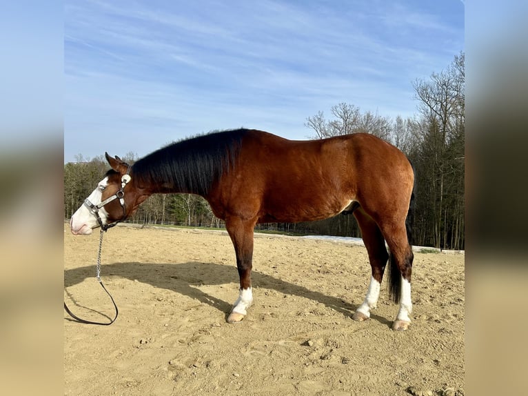 American Quarter Horse Ruin 6 Jaar 155 cm Donkerbruin in Kumberg