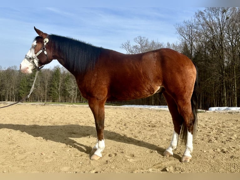 American Quarter Horse Ruin 6 Jaar 155 cm Donkerbruin in Kumberg