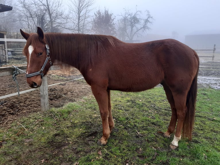 American Quarter Horse Mix Ruin 6 Jaar 155 cm Donkere-vos in Suderburg