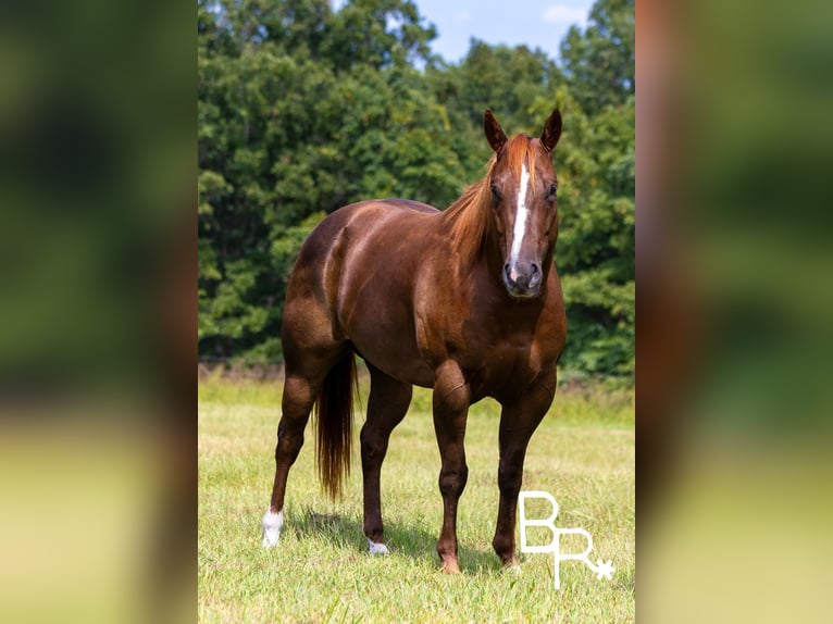 American Quarter Horse Ruin 6 Jaar 155 cm Donkere-vos in Mountain Grove MO