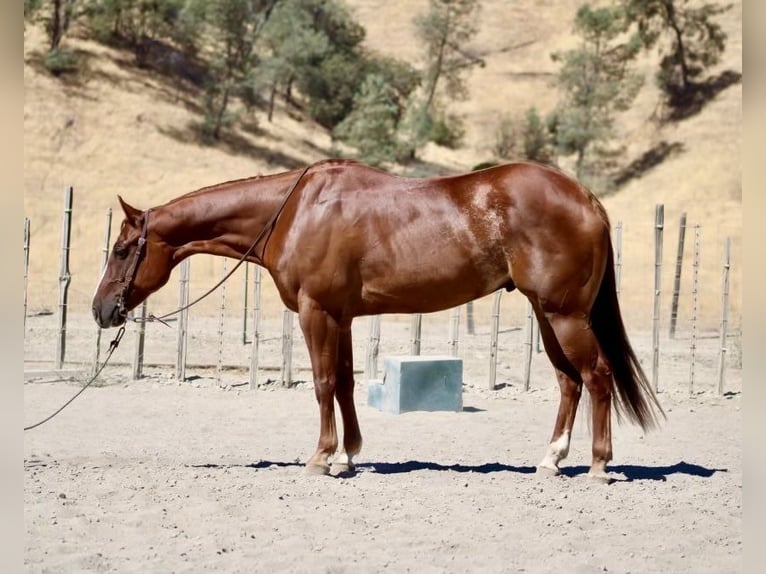 American Quarter Horse Ruin 6 Jaar 155 cm Donkere-vos in Paicines CA