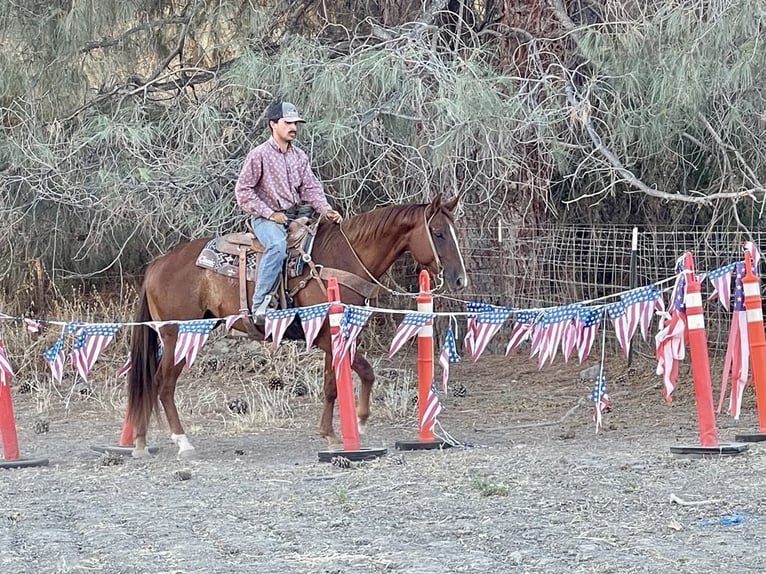 American Quarter Horse Ruin 6 Jaar 155 cm Donkere-vos in Paicines CA