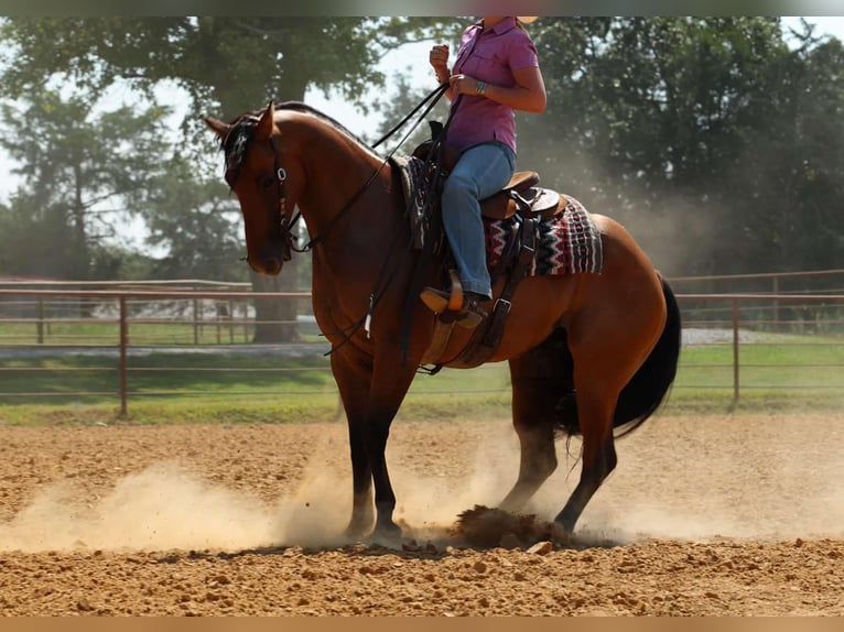 American Quarter Horse Ruin 6 Jaar 155 cm Falbe in Quitman AR