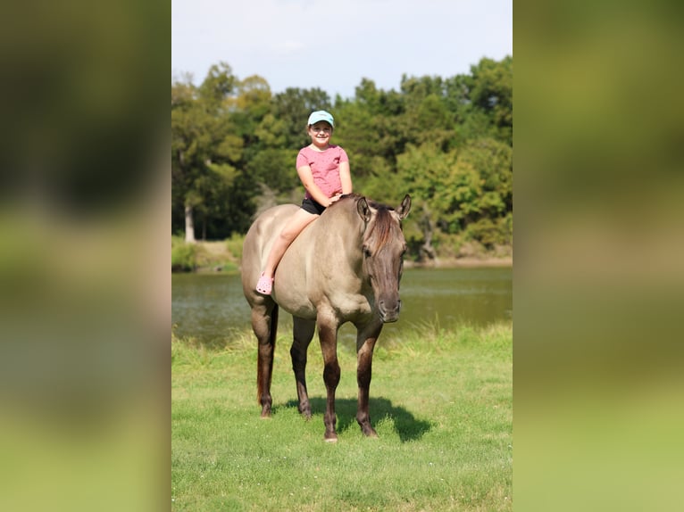 American Quarter Horse Ruin 6 Jaar 155 cm Grullo in Forney