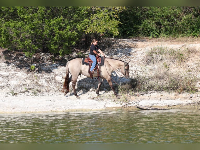 American Quarter Horse Ruin 6 Jaar 155 cm Grullo in Forney