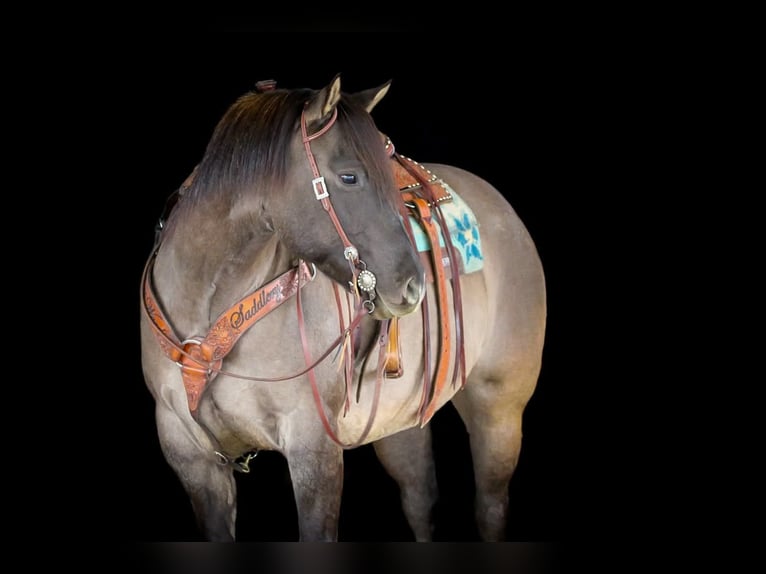 American Quarter Horse Ruin 6 Jaar 155 cm Grullo in Clarion