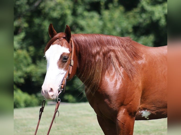 American Quarter Horse Ruin 6 Jaar 155 cm Overo-alle-kleuren in Level Green Ky