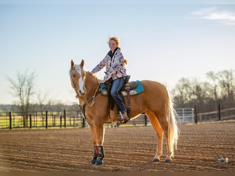American Quarter Horse Ruin 6 Jaar 155 cm Palomino in Trenton