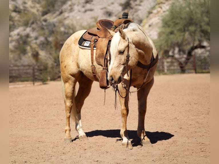 American Quarter Horse Ruin 6 Jaar 155 cm Palomino in Wickenburg