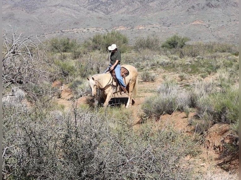 American Quarter Horse Ruin 6 Jaar 155 cm Palomino in Wickenburg