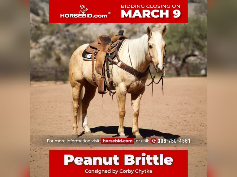 American Quarter Horse Ruin 6 Jaar 155 cm Palomino in Wickenburg