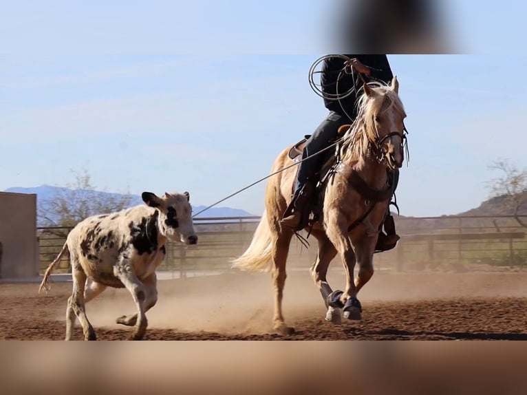 American Quarter Horse Ruin 6 Jaar 155 cm Palomino in Wickenburg
