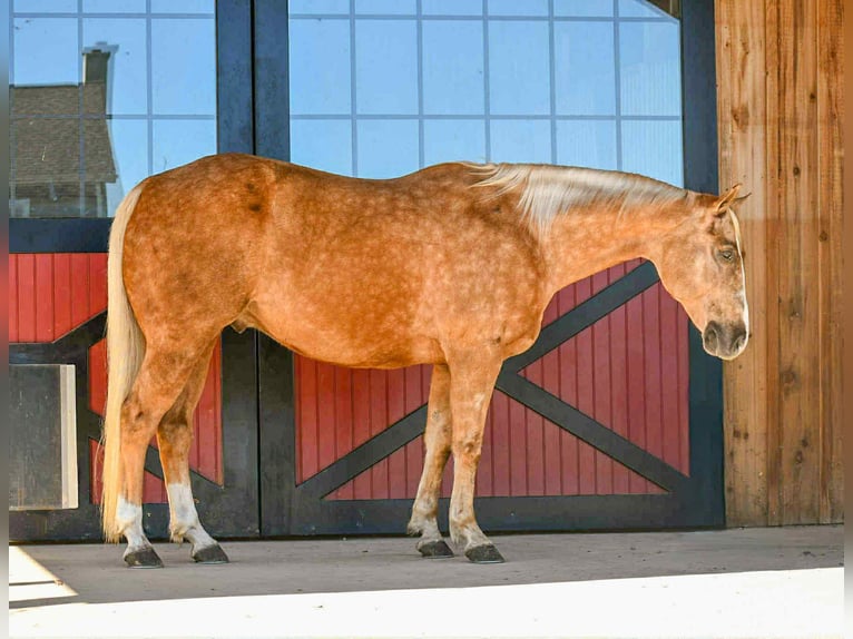 American Quarter Horse Ruin 6 Jaar 155 cm Palomino in Rebersburg