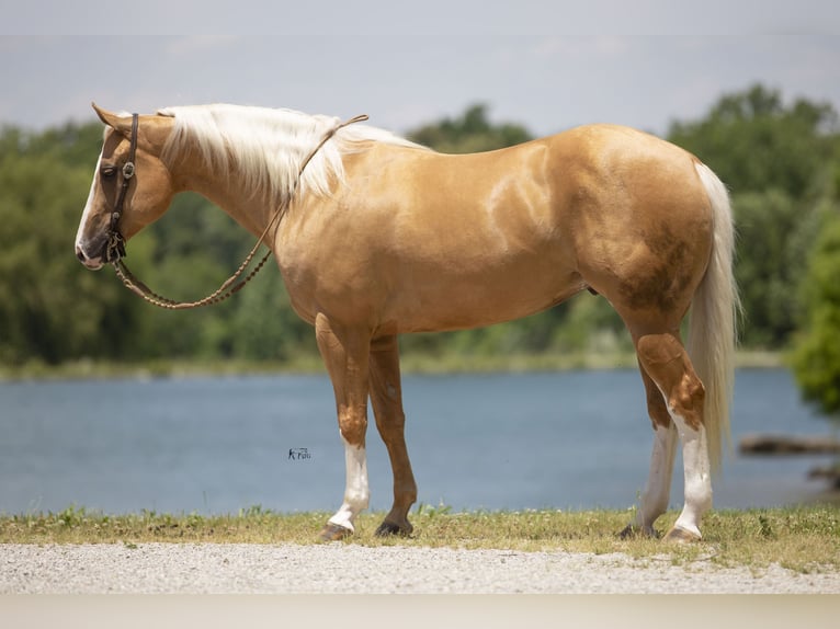 American Quarter Horse Ruin 6 Jaar 155 cm Palomino in Robards, KY